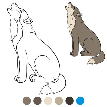 Color me: wolf. Cute beautiful wolf  howling.