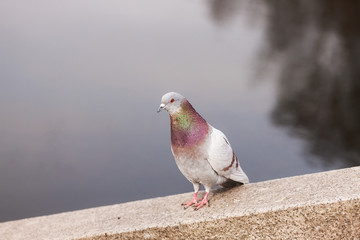 pigeon on a stone