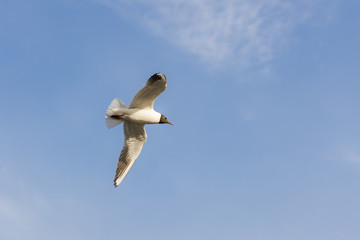 portrait of a seagull