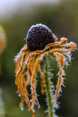 Winter in the garden. The first frosts and frozen rudbeckia flowers. 