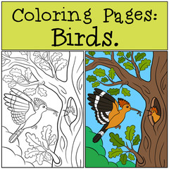 Coloring Pages: Birds. Mother hoopoe feeds her baby.