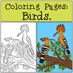 Coloring Pages: Birds. Two cute beautiful hoopoes.