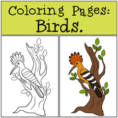 Coloring Pages: Birds. Cute beautiful hoopoe on the tree branch.