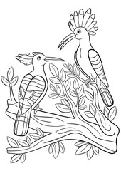 Coloring pages. Two cute beautiful hoopoes smile.