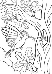 Coloring pages. Mother hoopoe feeds her little cute baby. © ya_mayka