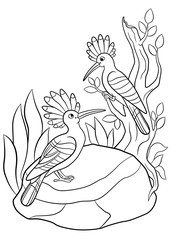 Coloring pages. Two cute beautiful hoopoes smile.