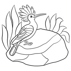 Coloring pages. Cute beautiful hoopoe sits on the stone.