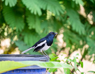 Oriental magpie robin,Copsychus saularis,bird holding