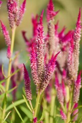 pink celosia argentea flower in nature garden