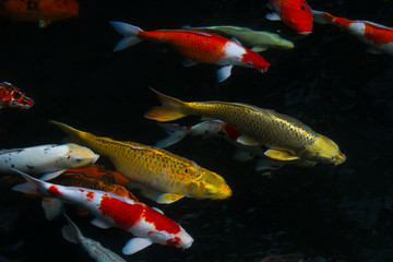 Japan fish call Carp or Koi fish colorful swimming in the pond