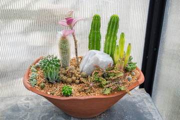 Cactus family plant arrange decor