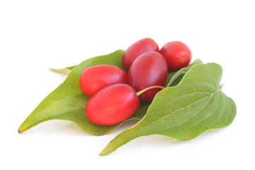 Cornels with green leaves