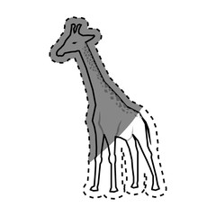 giraffe african animal icon vector illustration graphic design
