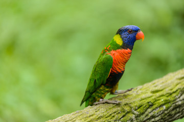 Naklejka premium parrot
