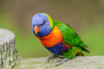 parrot