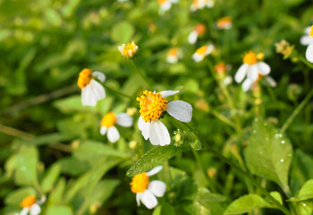  white flower background.