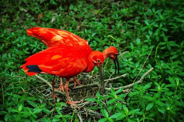 American Red Ibis