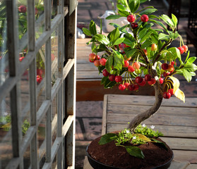 Fototapeta premium Cherry tree from clay, handmade bonsai