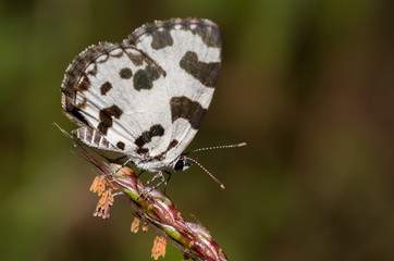 Fototapeta na wymiar Angled Pierrot Butterfly perched on a tiny plant
