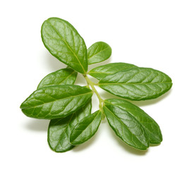 Cowberry branch isolated on white background