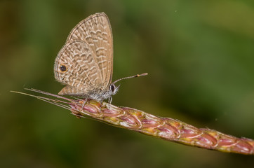 Naklejka premium Tailless line blue butterfly perched on a tiny plant 