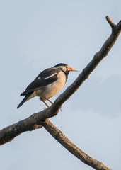Asian pied starling with a blue sky as a background
