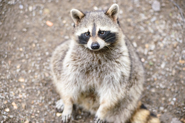 raccoon © snvv