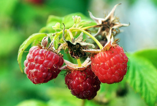 ripe raspberry in the summer. berry mood. macro photo