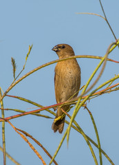 Scaly breasted munia juvenile bird with a blue sky as the background
