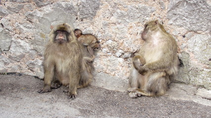 Famiglia di scimmie