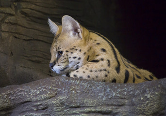 Сервал или тростниковая кошка