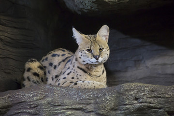 Сервал или тростниковая кошка