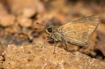 A skipper butterfly with brown soil background
