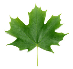 Green maple leaf isolated on white background