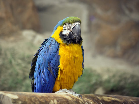 Попугай сине-желтый Ара