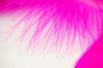 pink texture of feathers. Abstract background with place for text