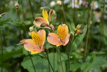 Fototapeta premium The garden in Japanese style, flowers,shirakawako.