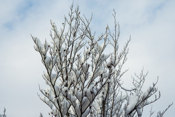 Branches of Cherry blossom or know as Sakura with white thick snow with blue sky background in sunny day after heavy snow