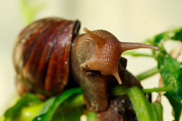 the big Achatina snail