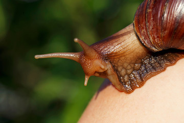 the big Achatina snail
