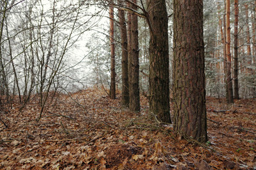 the first snow in the pine forest near the stream