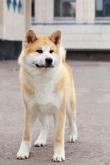 dog breed Akita Inu