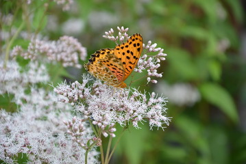 The garden in Japanese style, flowers,shirakawako.