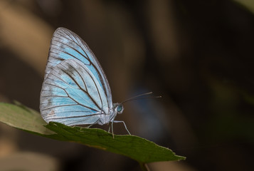 common wanderer male butterfly, with is wings closed, perched on a green leaf