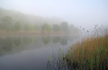 Fototapeta premium Wood on coast of the river, morning