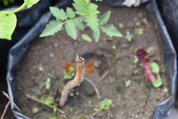 close up red dragonfly in nature 