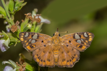 tricolor pied flat butterfly with its wings open, perched on a wild flower