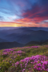 rhododendron in mountains