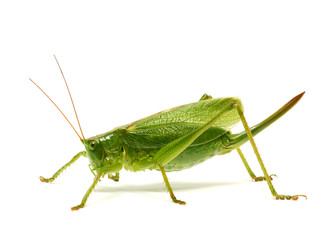 Green grasshopper isolated on white background