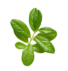 Cowberry branch isolated on white background